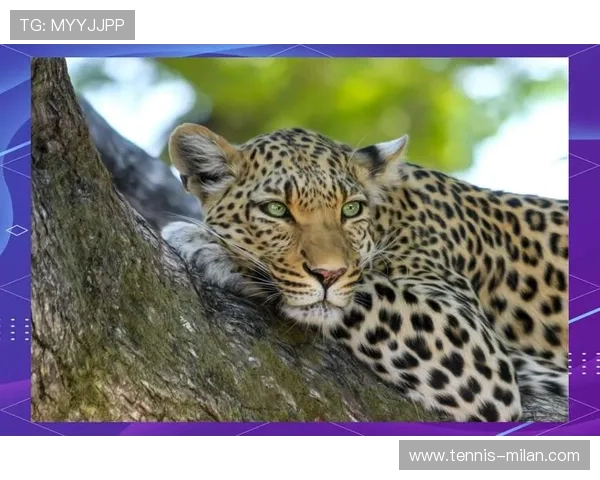 金钱豹般灵动的足球天才他是球场上的猛兽和进攻杀手